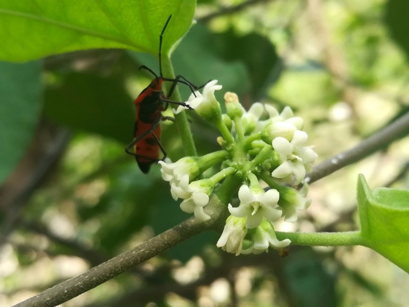 Ruehssia coulteri