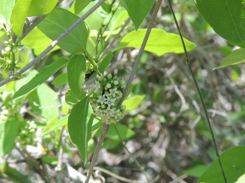Ruehssia coulteri photo 2