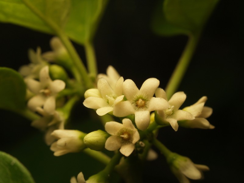 Ruehssia coulteri photo 3