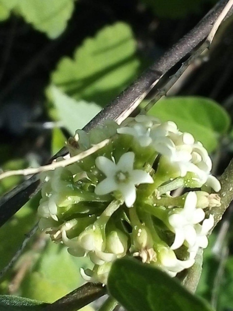 Ruehssia coulteri photo 5