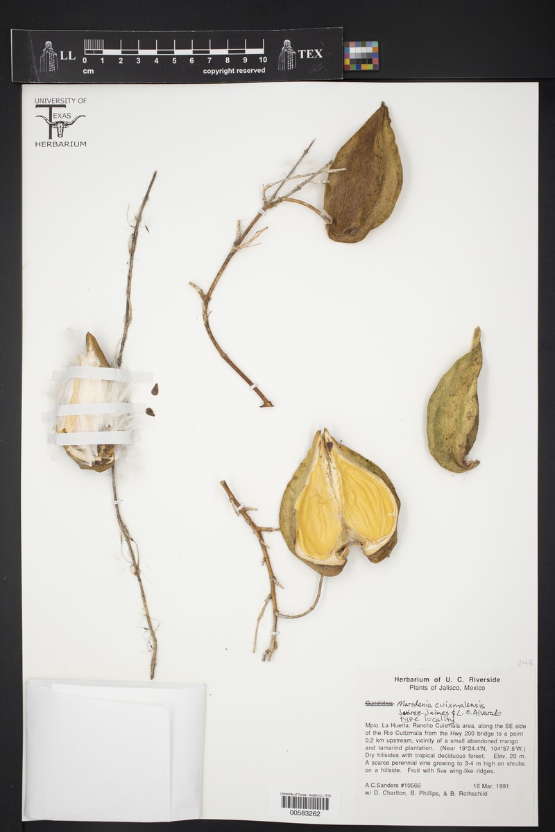 Ruehssia cuixmalensis