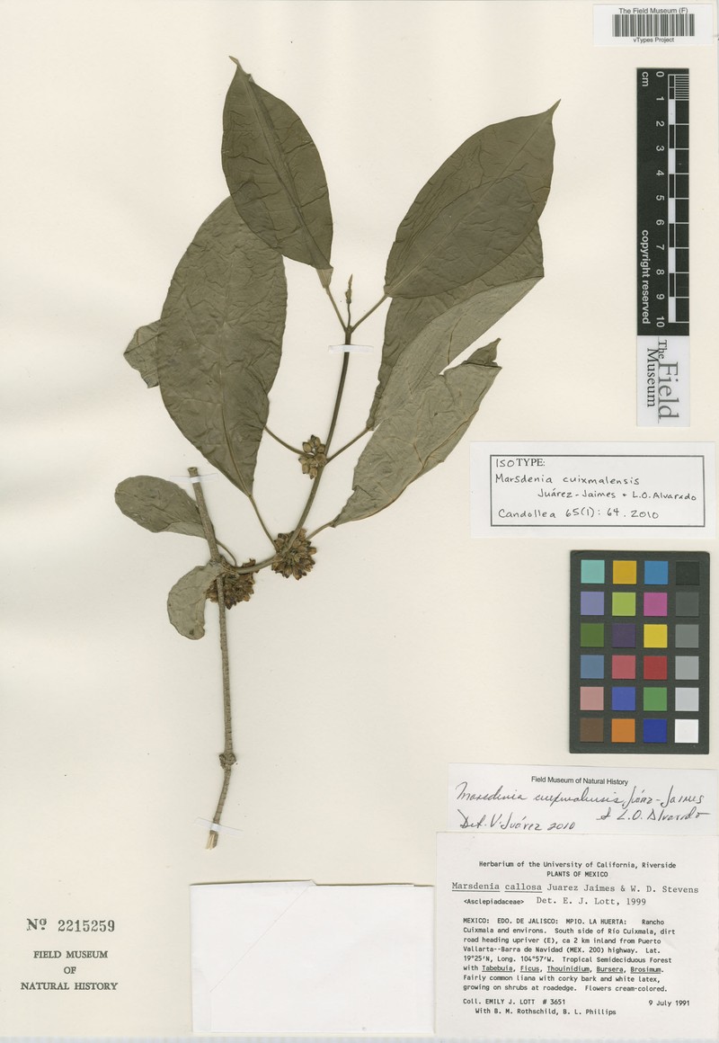Ruehssia cuixmalensis photo 2