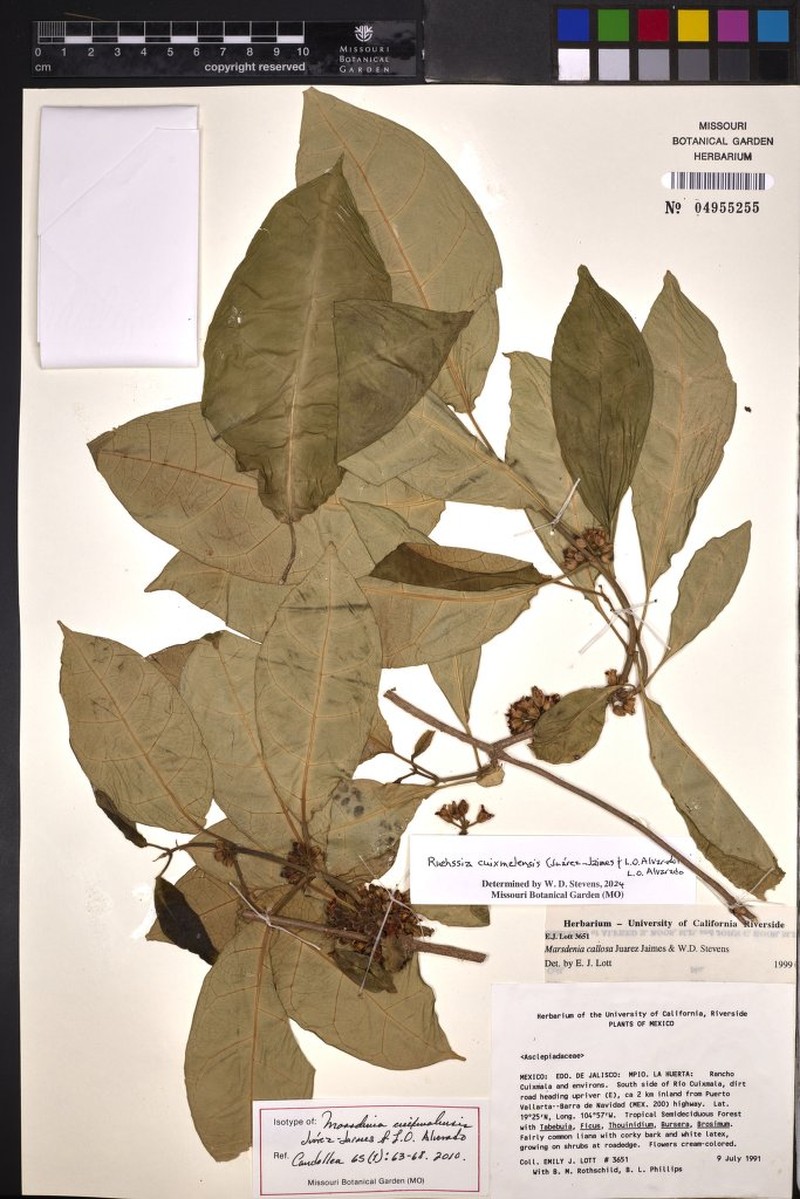 Ruehssia cuixmalensis photo 3