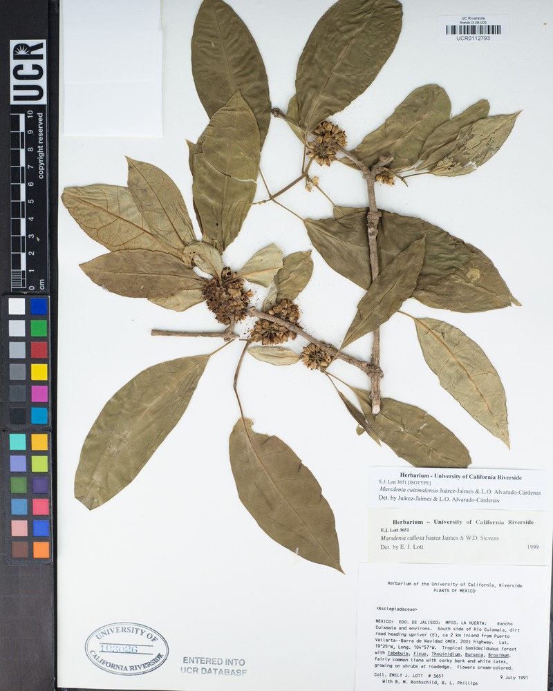 Ruehssia cuixmalensis photo 4