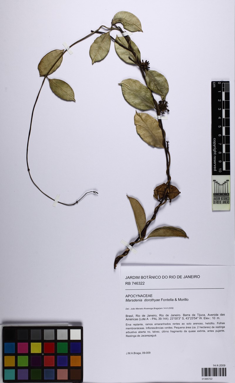 Ruehssia dorothyae