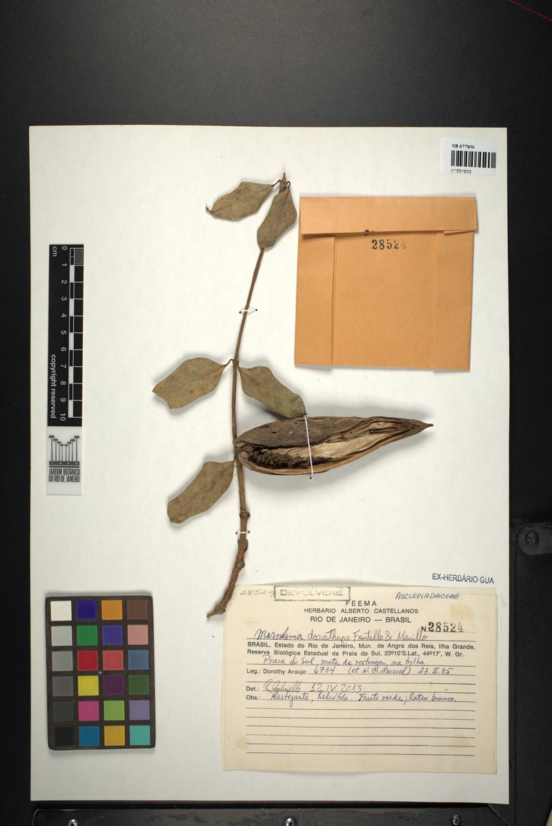 Ruehssia dorothyae photo 2