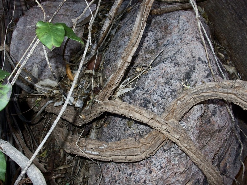 Ruehssia edulis
