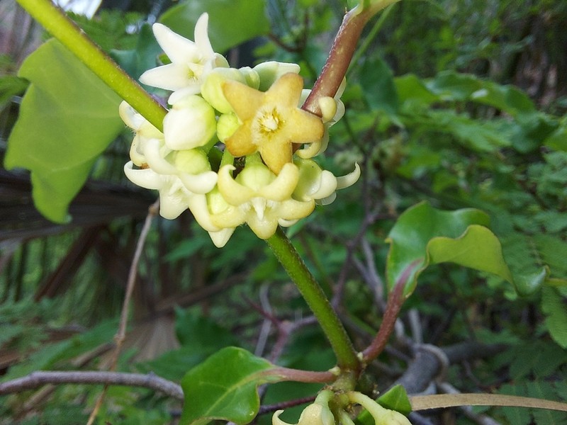 Ruehssia edulis photo 2