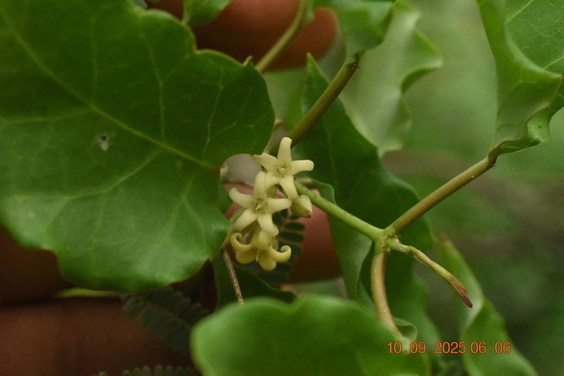 Ruehssia edulis photo 3