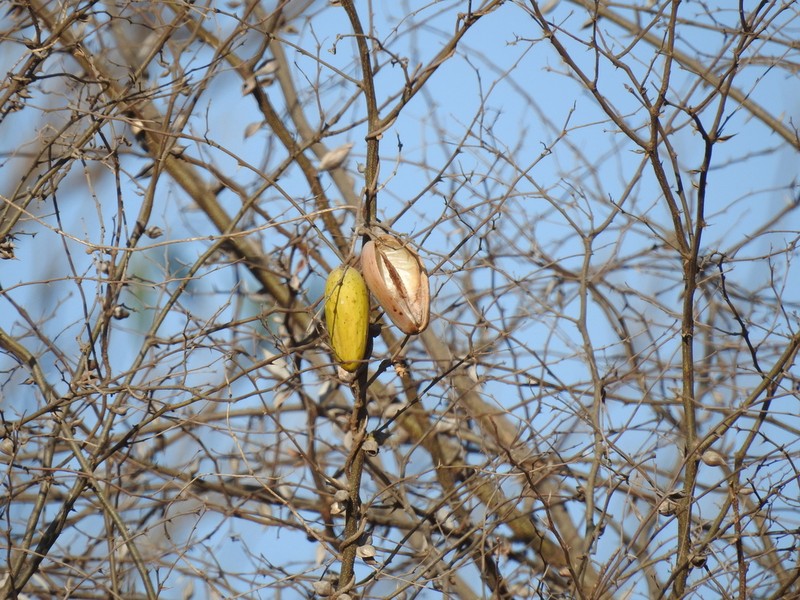 Ruehssia edulis photo 4
