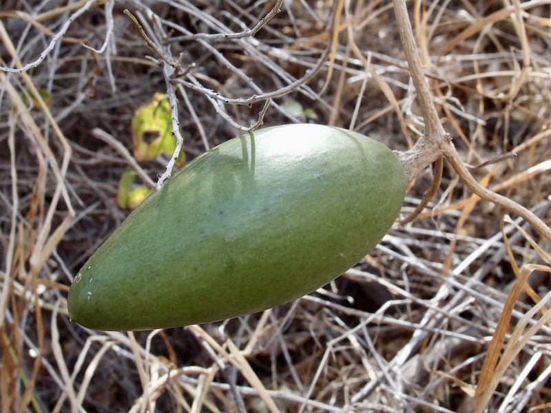 Ruehssia edulis photo 5
