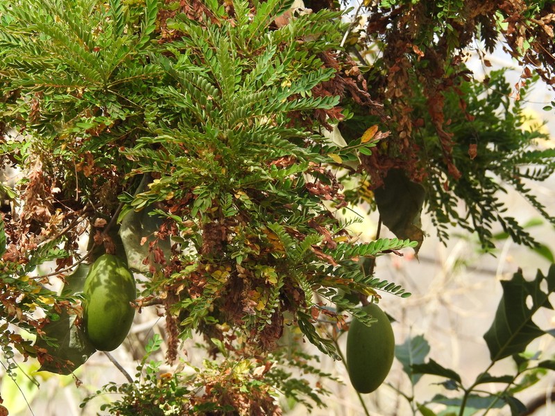 Ruehssia edulis photo 6