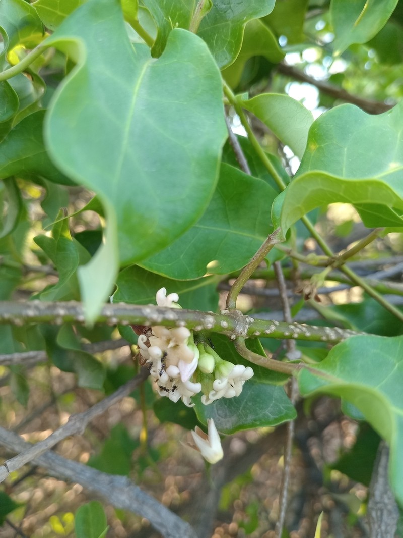 Ruehssia edulis photo 7