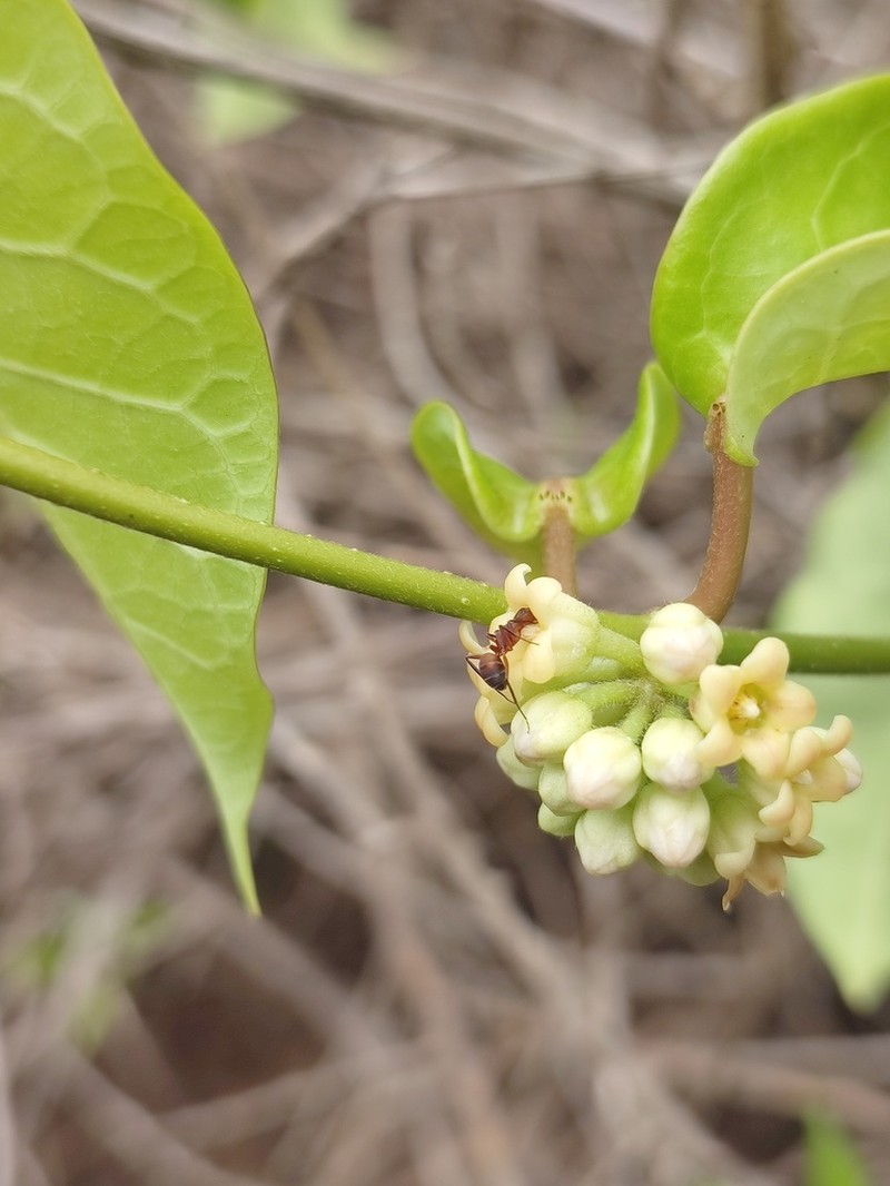 Ruehssia edulis photo 8