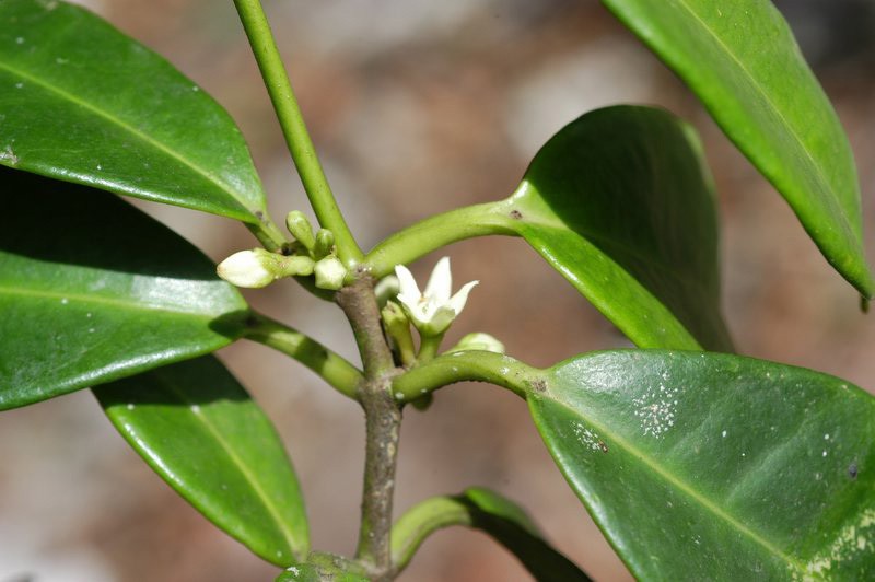 Jungle Netvine photo 2