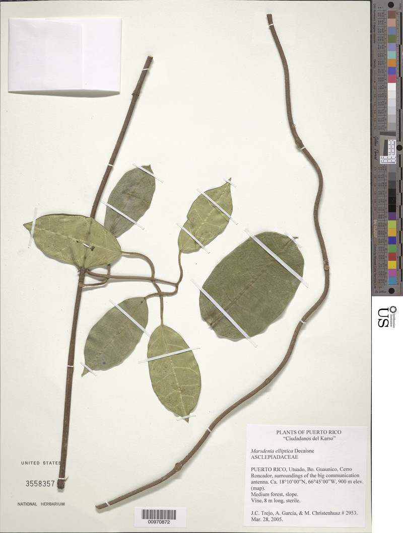 Jungle Netvine photo 3