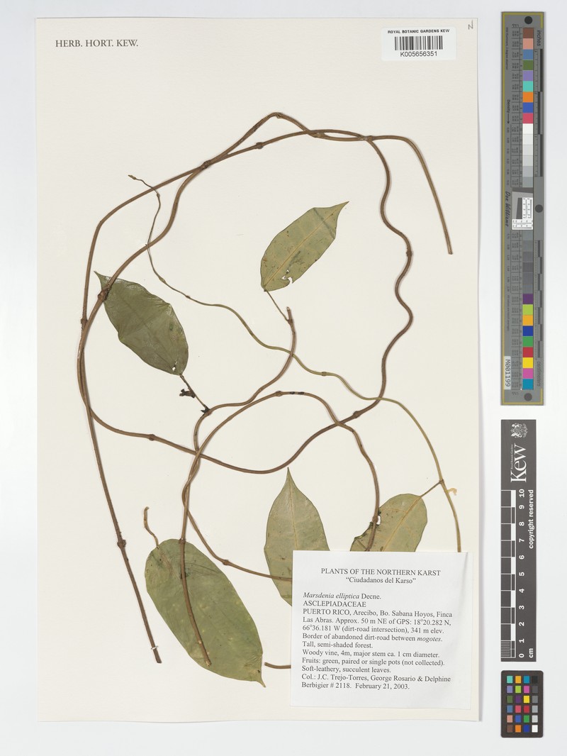 Jungle Netvine photo 4