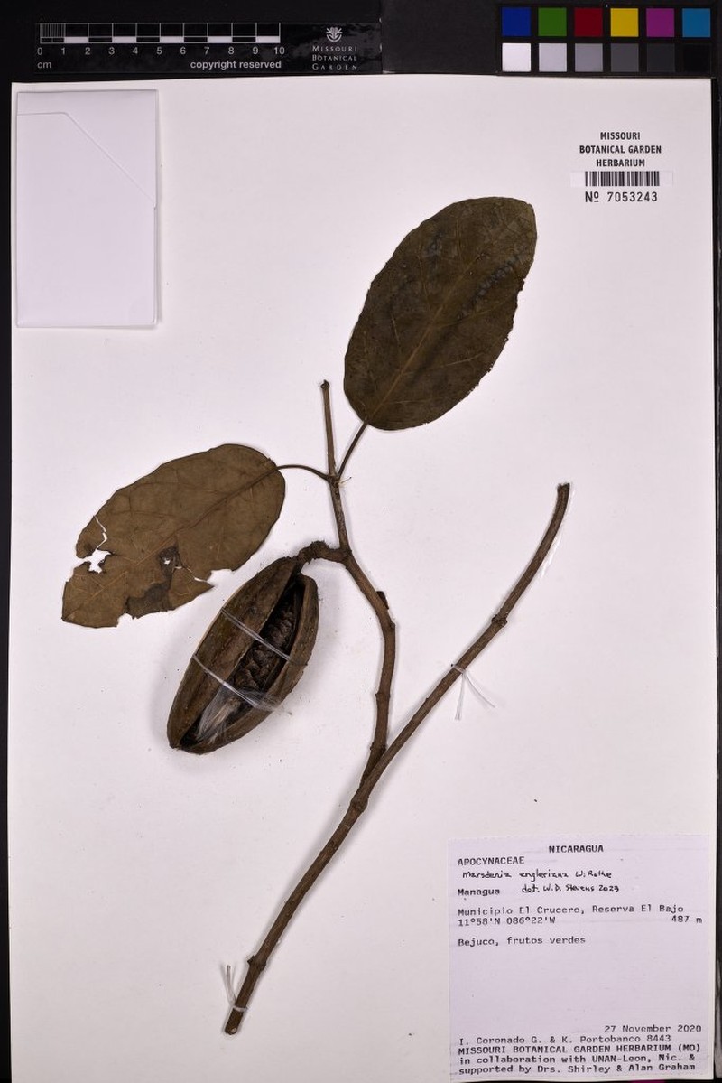 Ruehssia engleriana