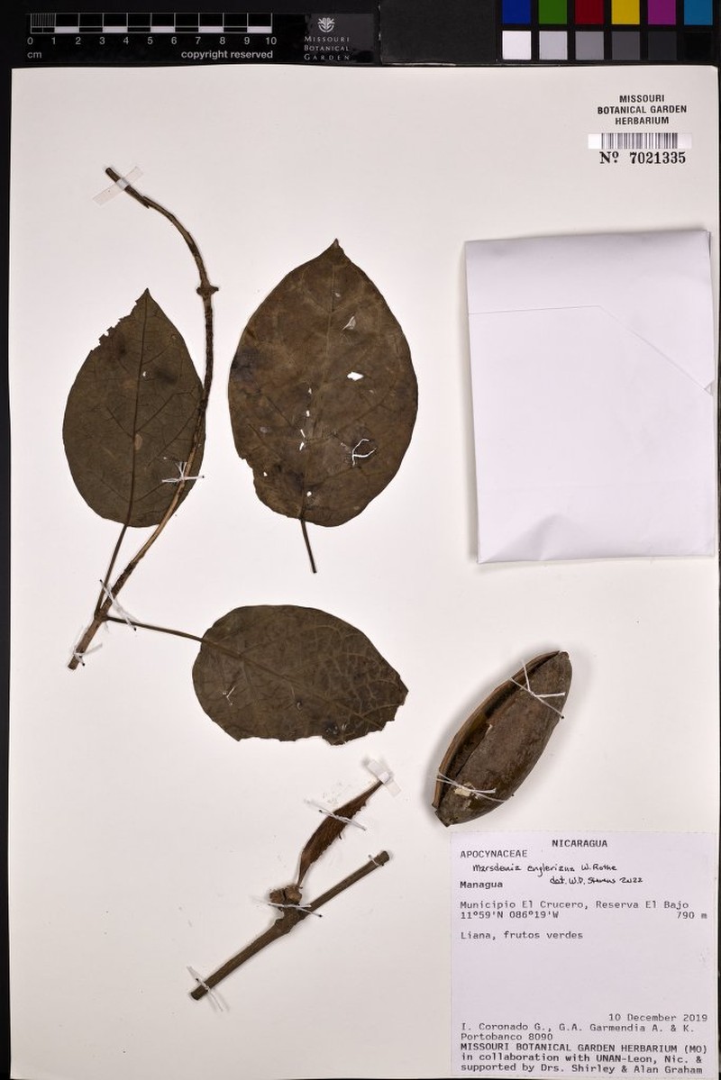 Ruehssia engleriana photo 2