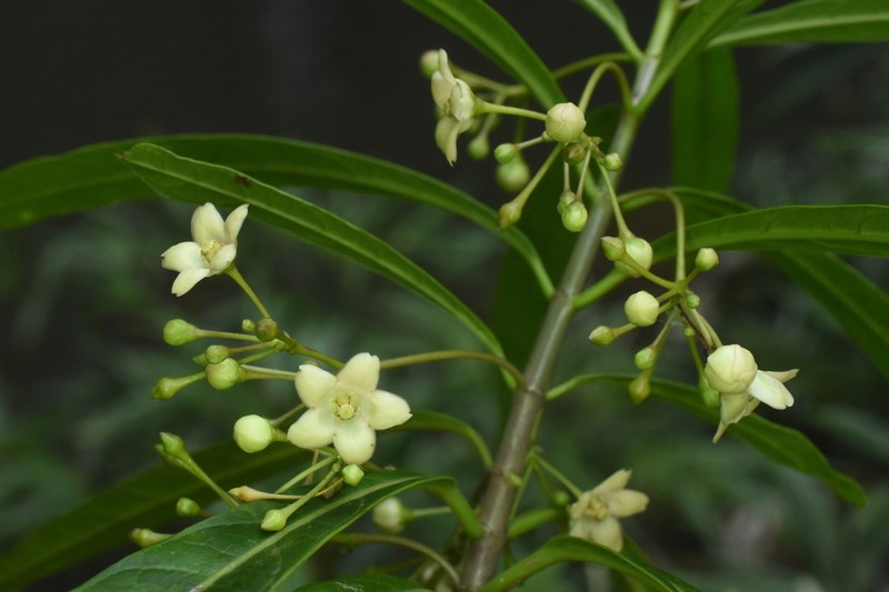 Ruehssia fruticosa