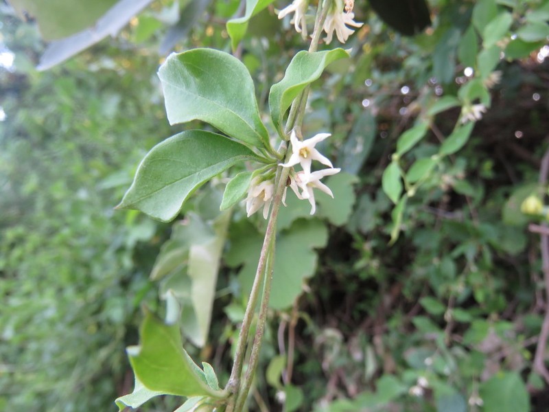 Ruehssia gallardoae