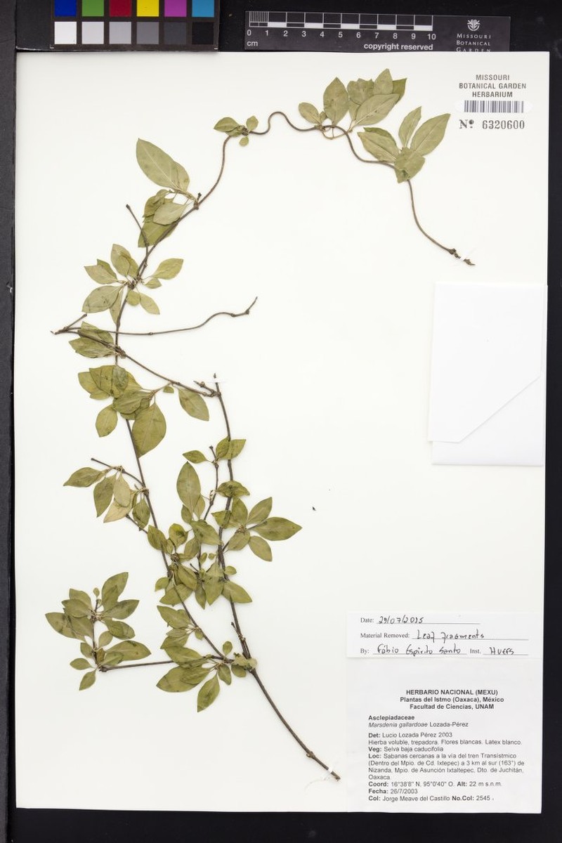 Ruehssia gallardoae photo 6