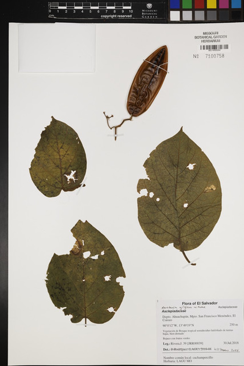 Ruehssia gilgiana