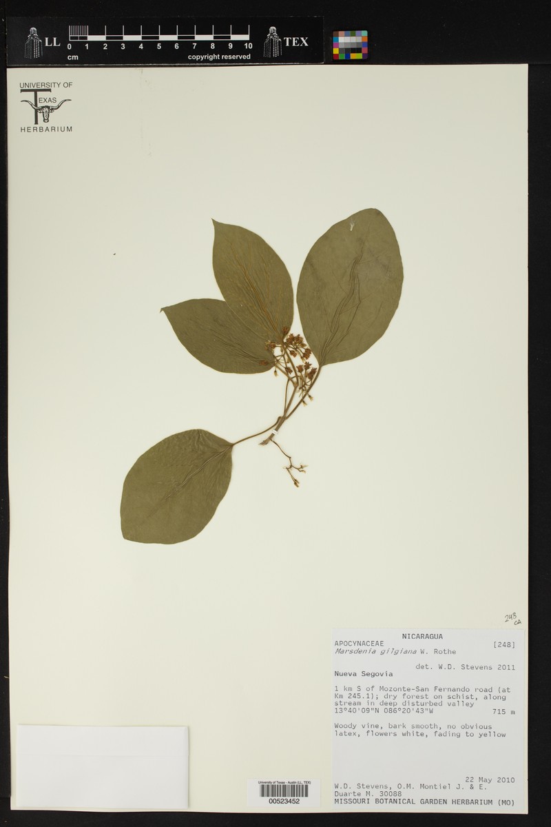 Ruehssia gilgiana photo 3
