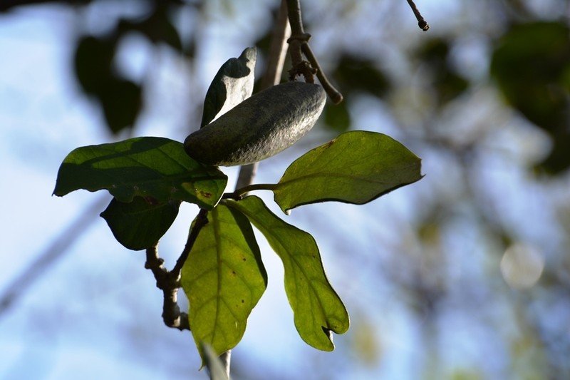 Ruehssia gualanensis