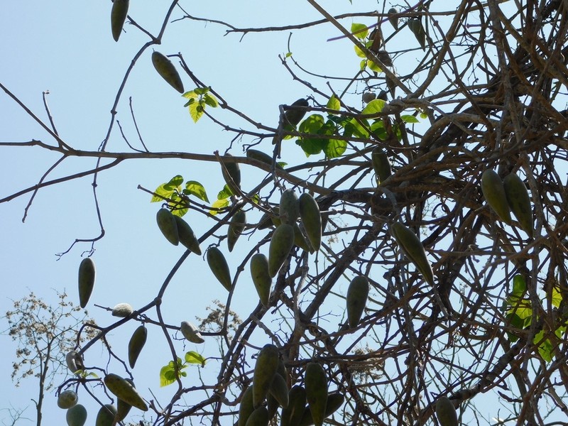 Ruehssia gualanensis photo 2