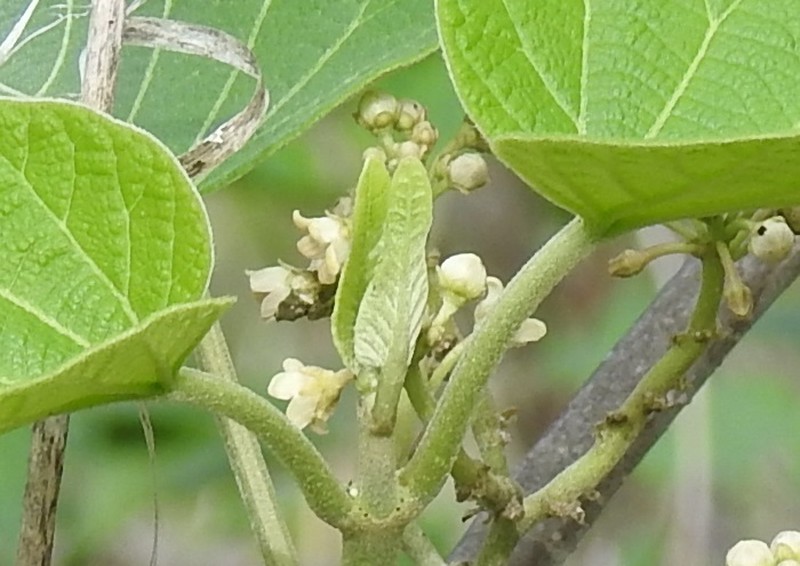 Ruehssia gualanensis photo 5