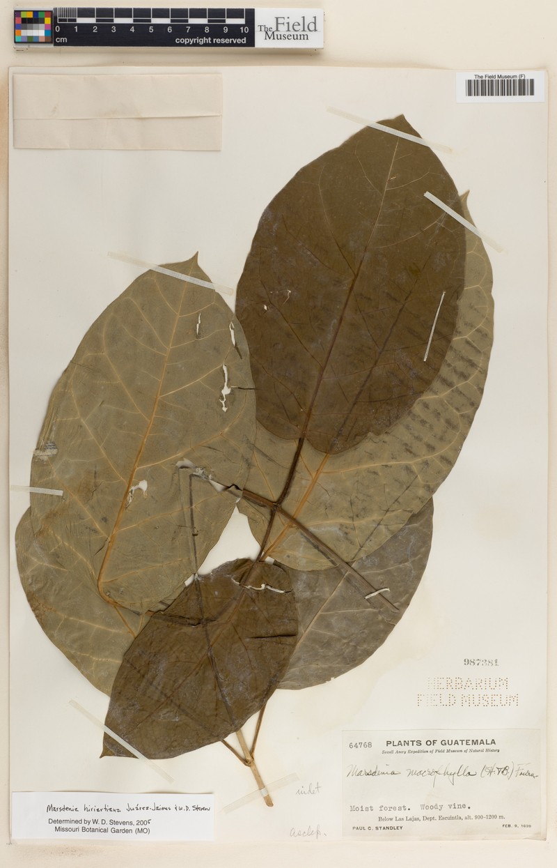Ruehssia hiriartiana photo 3