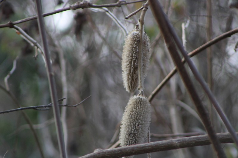 Ruehssia lanata