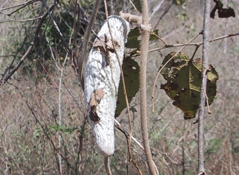 Ruehssia lanata photo 2