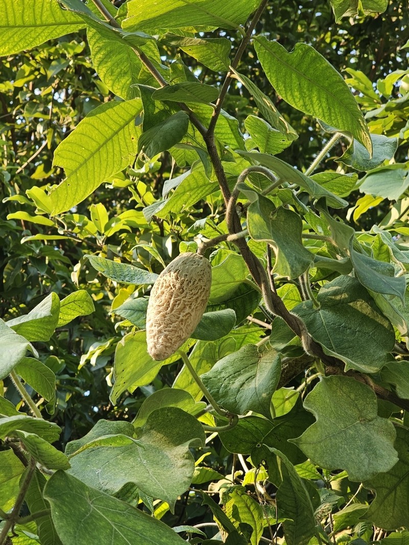 Ruehssia lanata photo 4