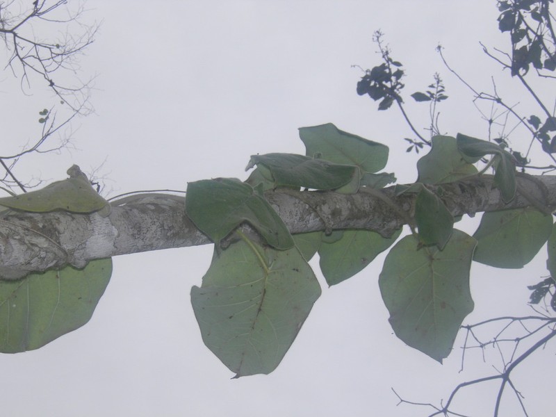 Ruehssia lanata photo 7