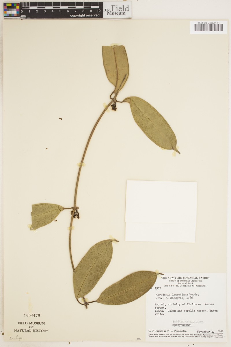 Ruehssia lauretiana
