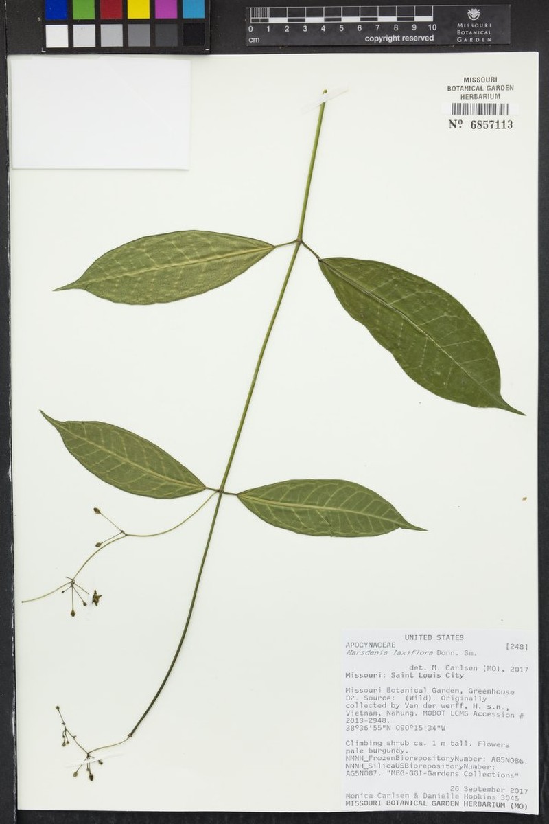 Ruehssia laxiflora