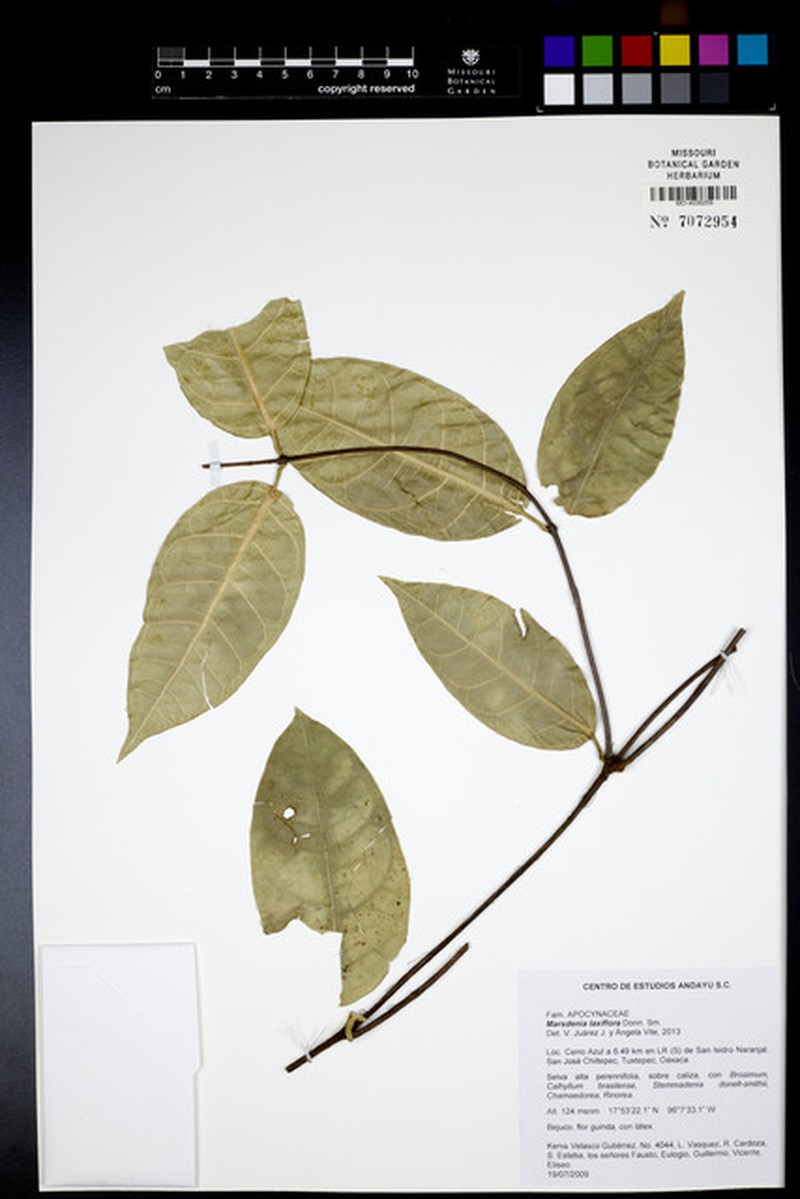 Ruehssia laxiflora photo 2