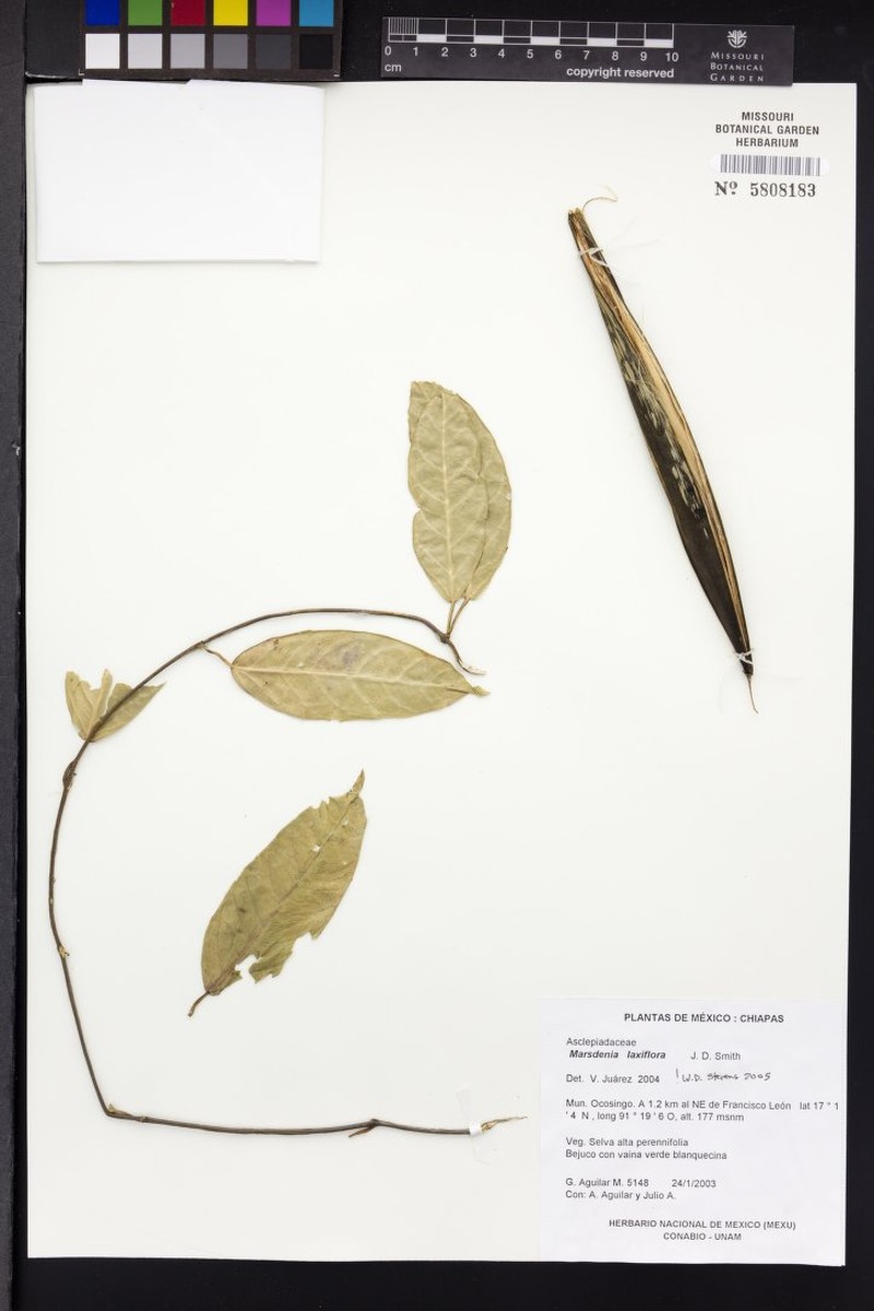 Ruehssia laxiflora photo 3