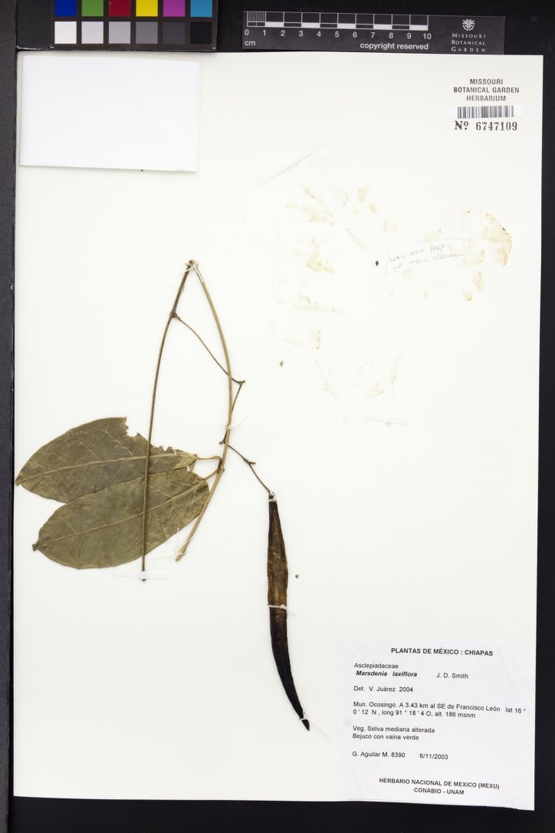 Ruehssia laxiflora photo 4