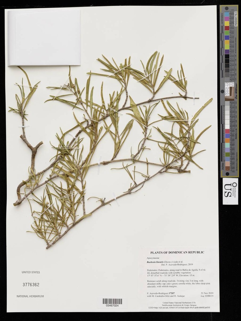 Ruehssia linearis