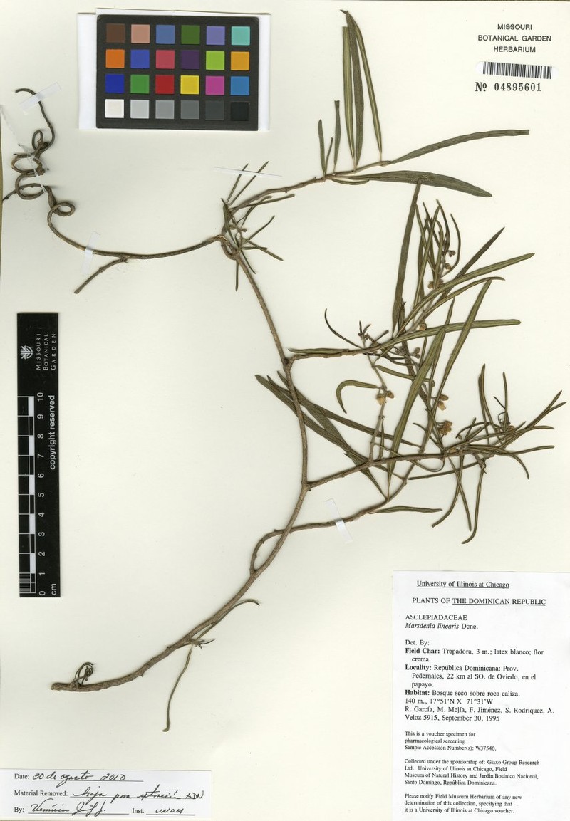 Ruehssia linearis photo 2