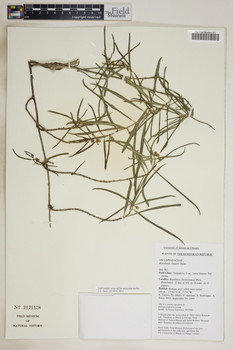 Ruehssia linearis photo 3