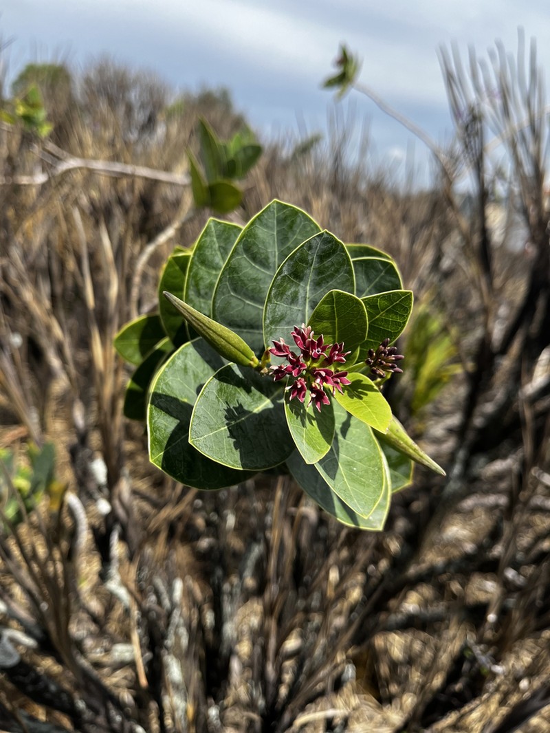 Ruehssia loniceroides photo 2