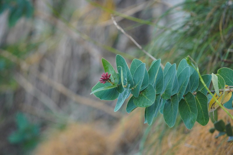 Ruehssia loniceroides photo 4