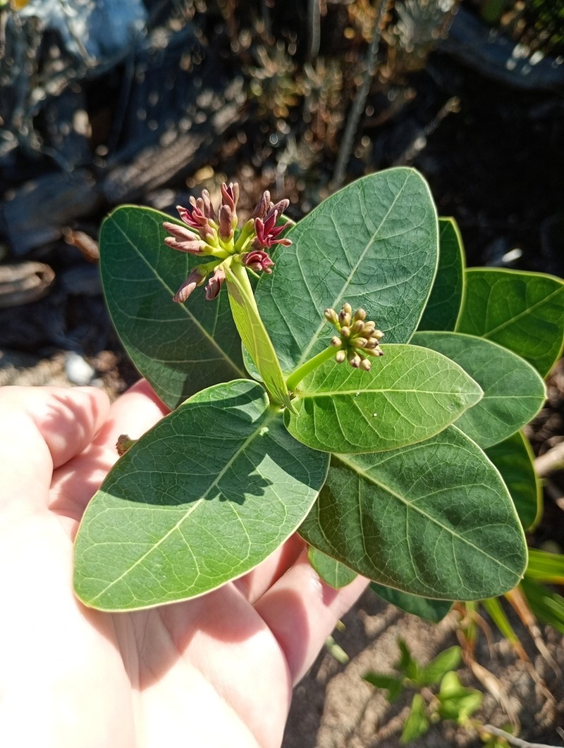 Ruehssia loniceroides photo 5