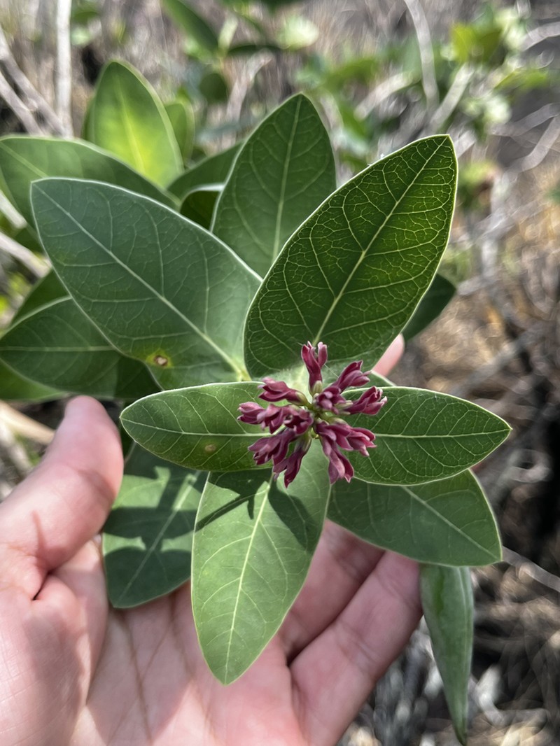 Ruehssia loniceroides photo 6
