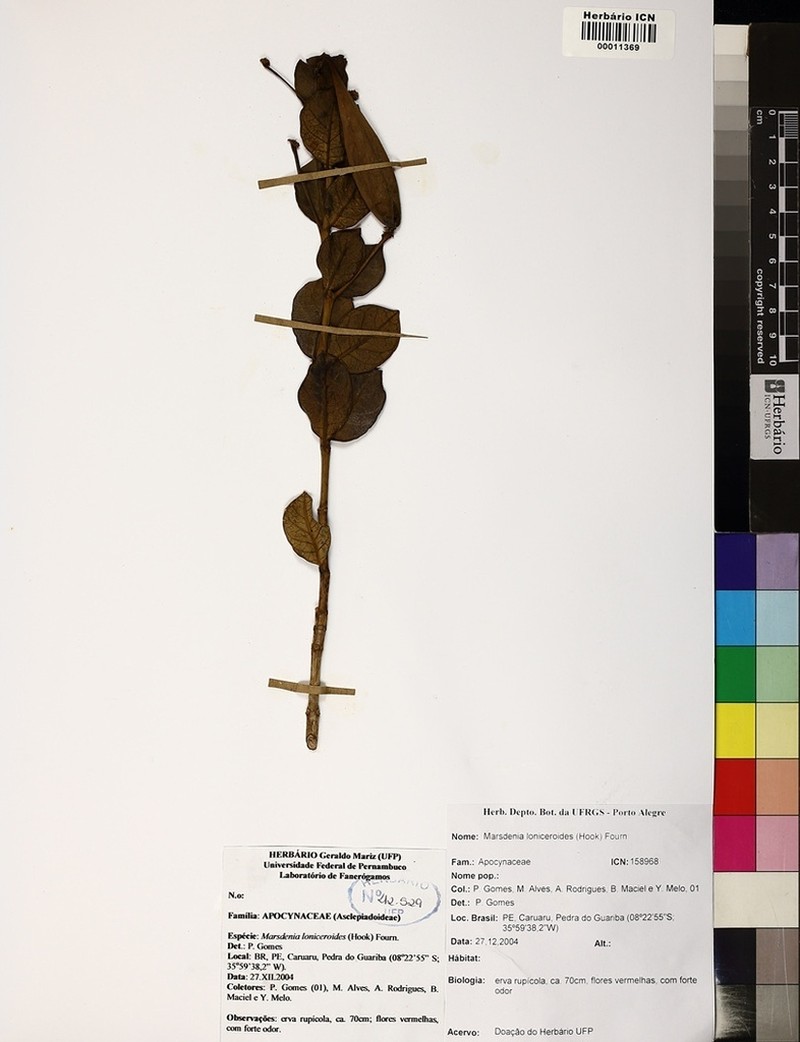 Ruehssia loniceroides photo 7