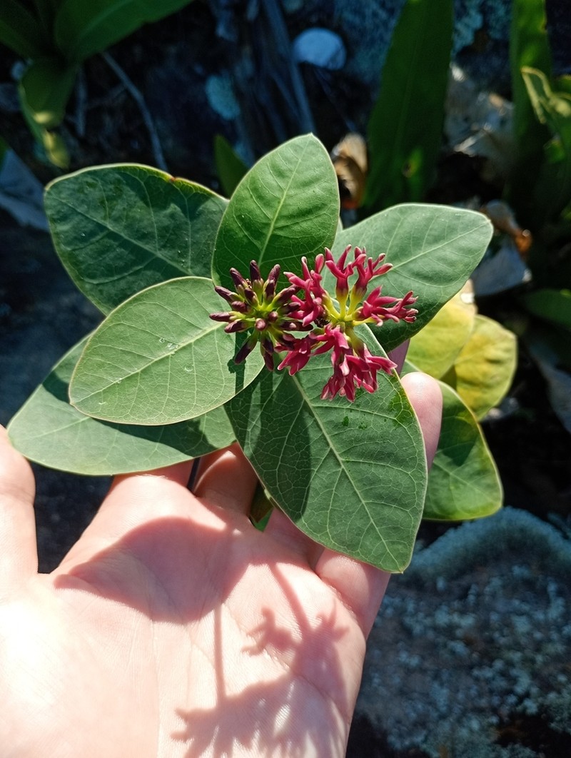 Ruehssia loniceroides photo 8